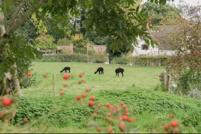 Ranworth Cosy Pet Friendly Victorian Coachhouse Near Nature Walks On Norfolk Broads, With Fire Pit, Bbq & Alpacasヴィラ エクステリア 写真